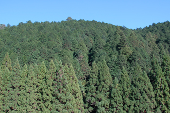 島ノ川山林（大野見地区）