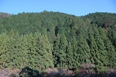 島ノ川針葉樹林