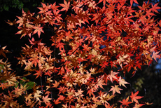 島ノ川渓谷の紅葉